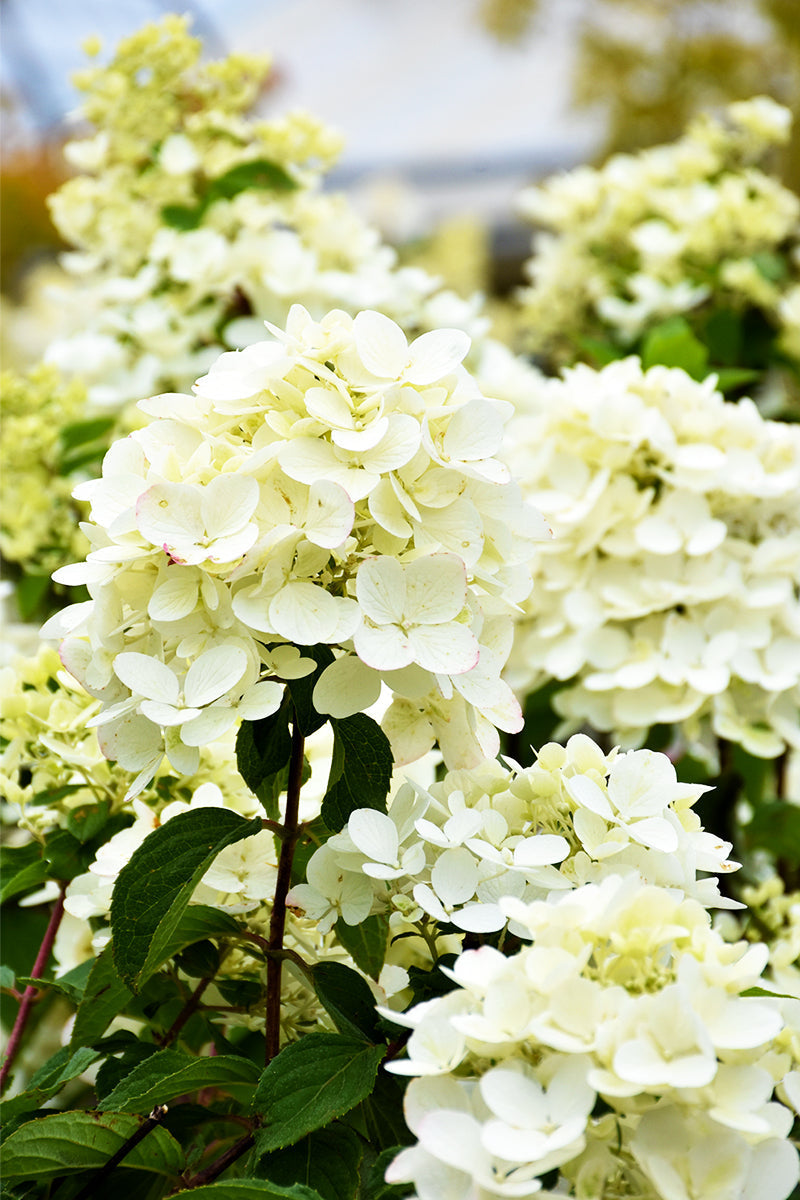 Hydrangea, Paniculata Diamond Rouge