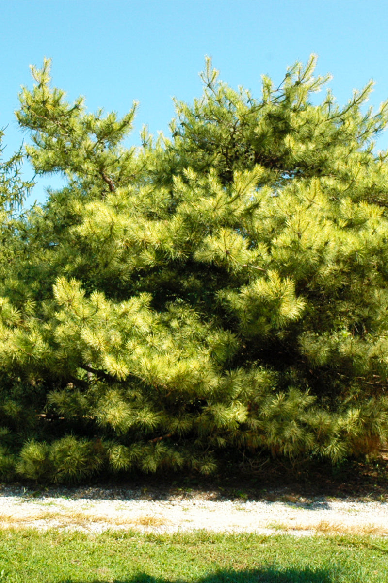 Pine, Korean Oculus Dracon