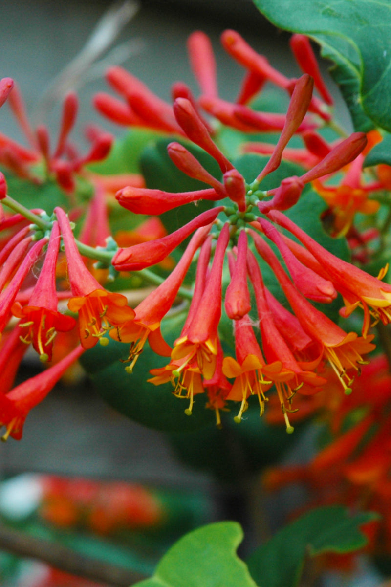 Vine, Honeysuckle Dropmore Scarlet