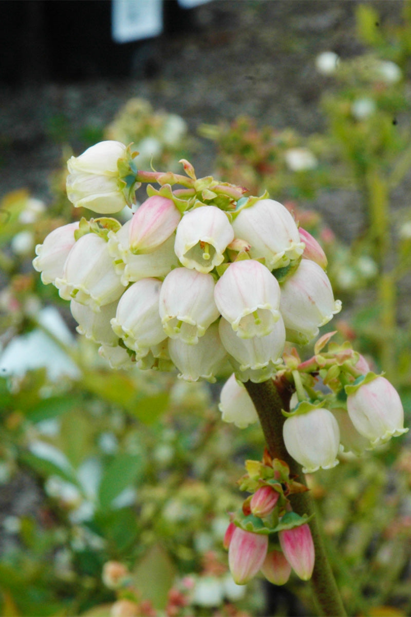 Fruit, Blueberry Duke