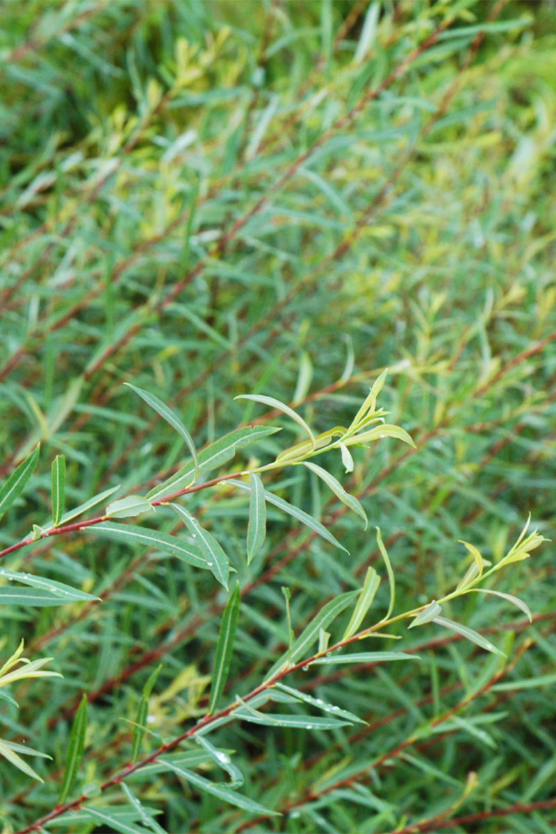 Willow, Dwarf Arctic Blue