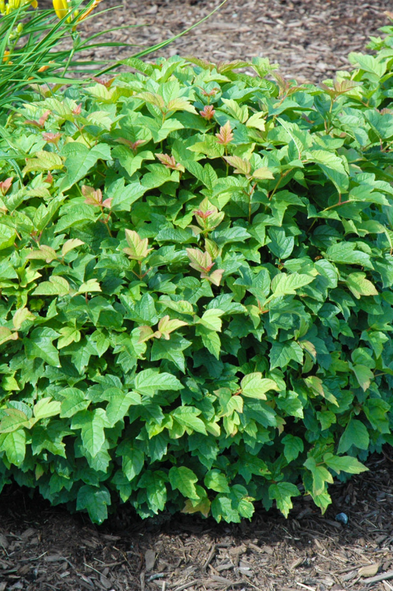 Viburnum, Cranbrry Eur Dwf