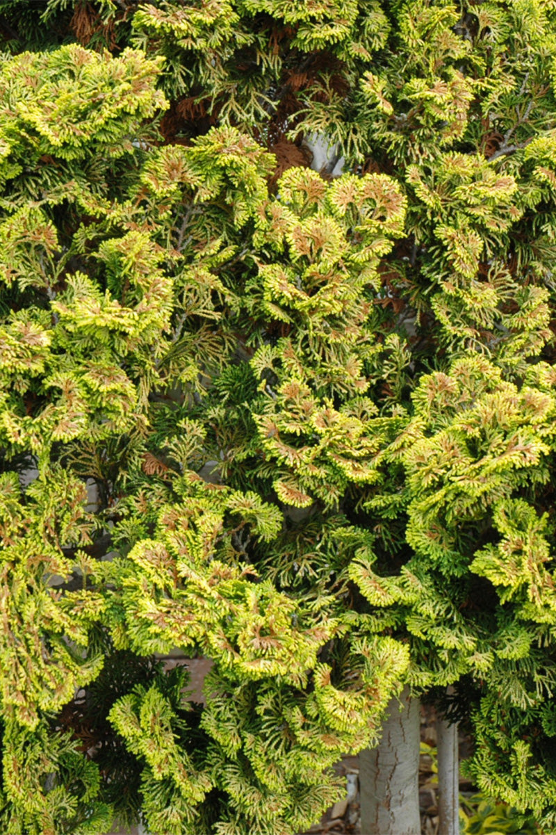 Falsecypress, Dwarf Gold