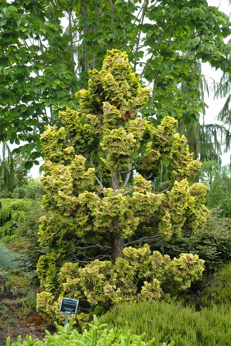 Falsecypress, Dwarf Gold