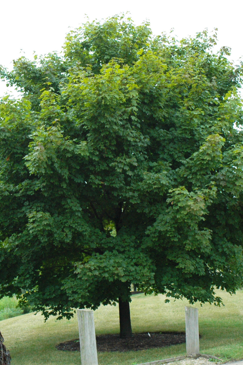 Maple, Norway Emerald Lustre