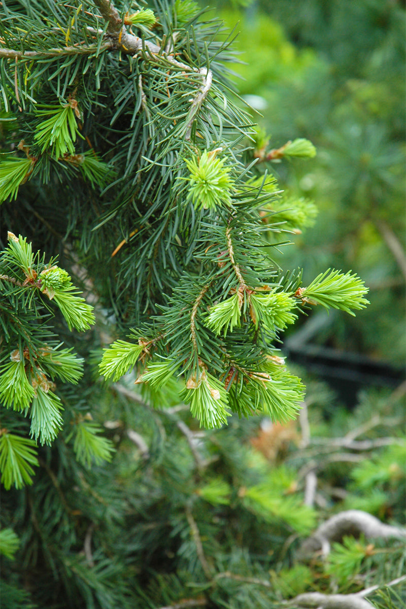 Fir, Douglas Emerald Twister