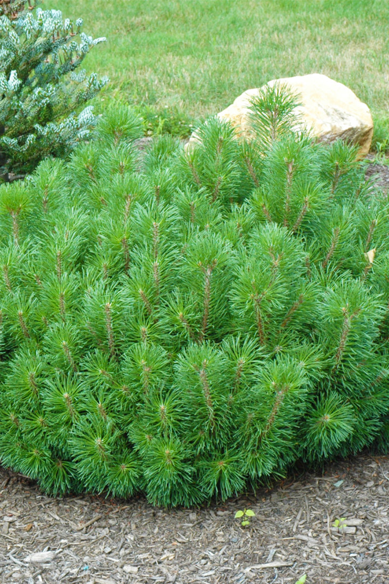 Pine, Mugo Enci