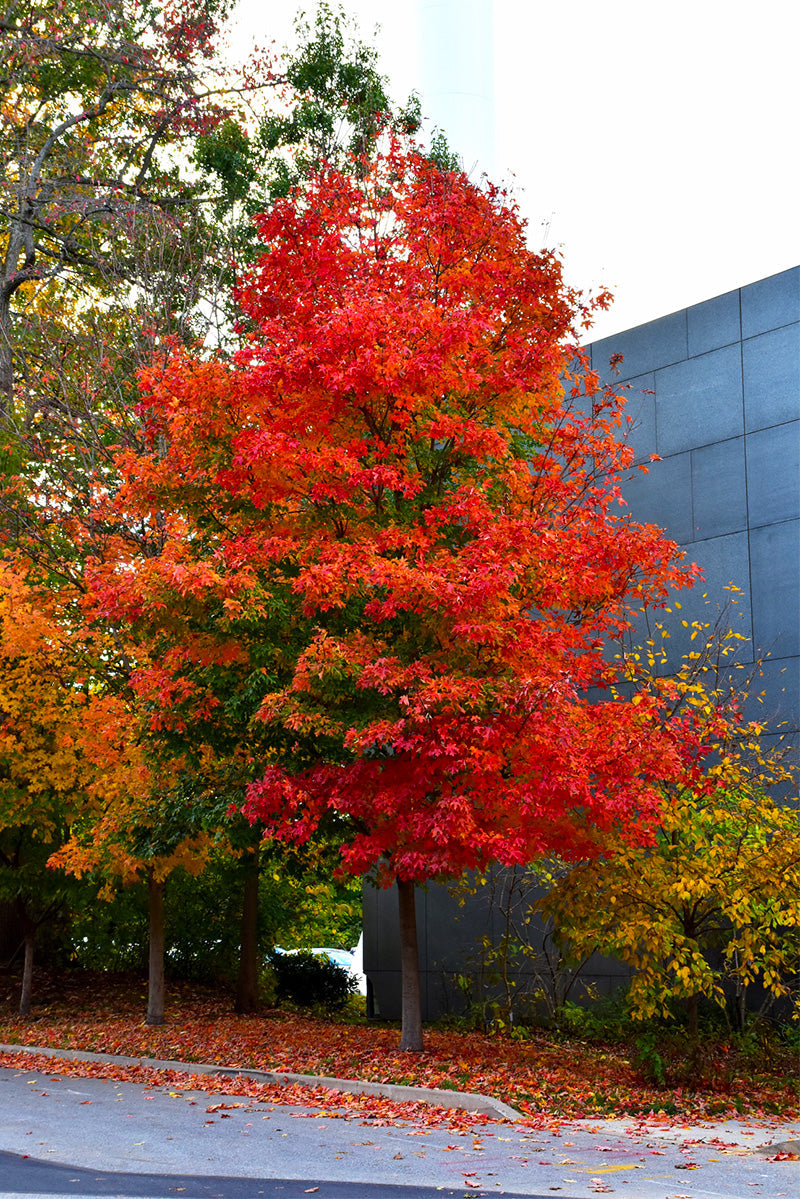 Maple, Sugar Fall Fiesta