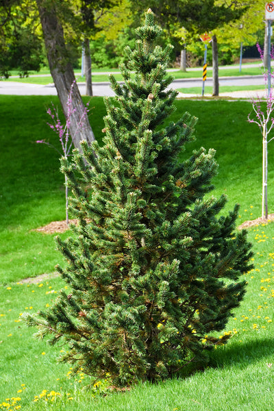 Pine, Bristlecone Formal Form