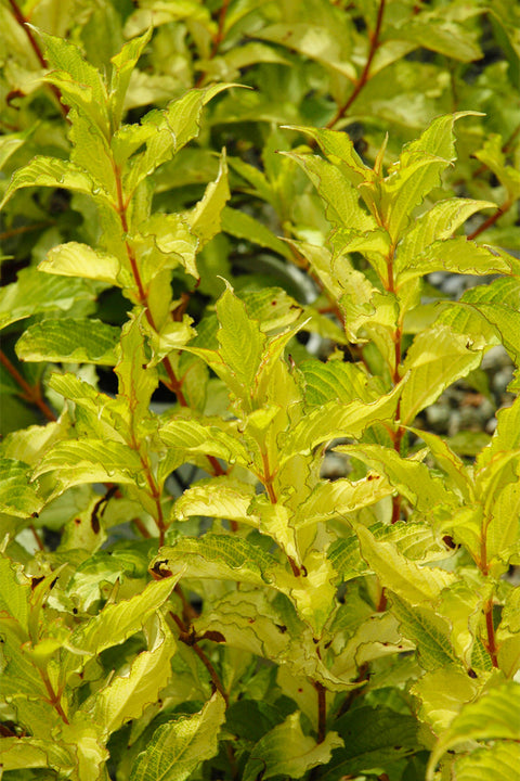 Weigela, Ghost