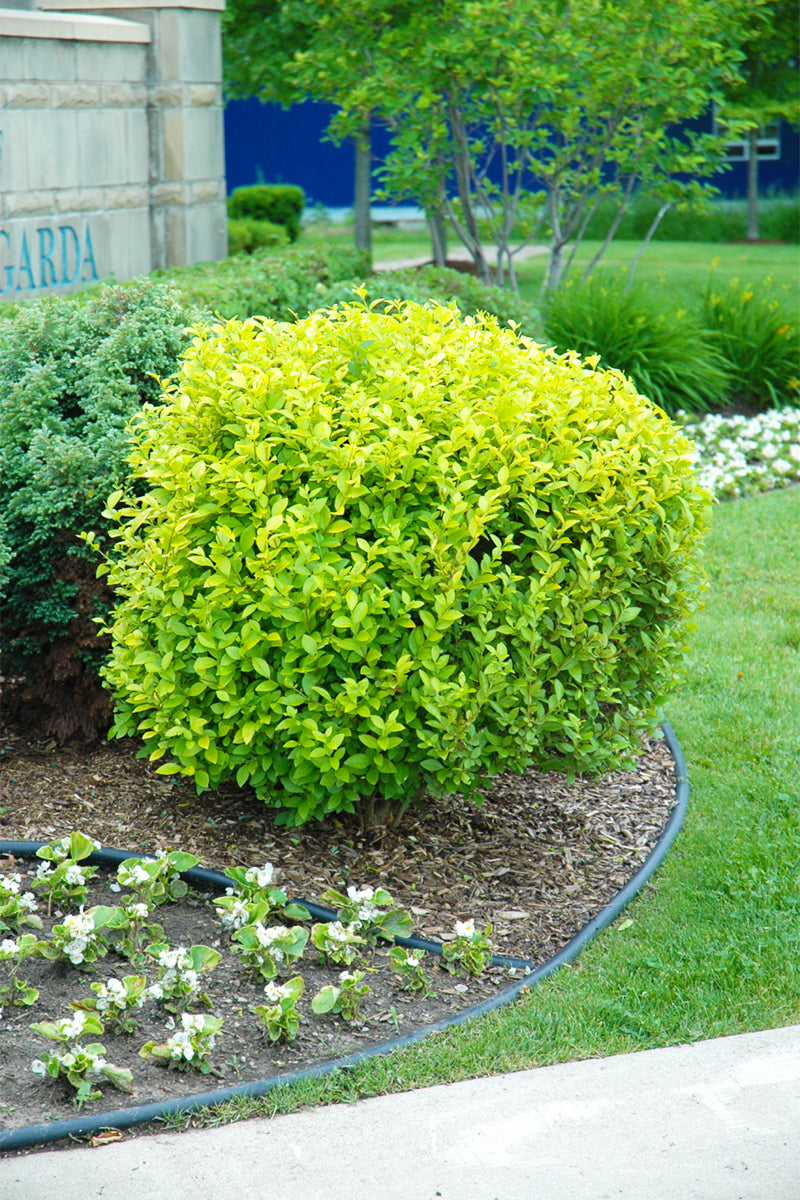 Privet, Golden Vicary