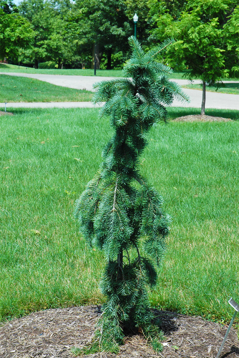 Fir, Douglas Graceful Grace