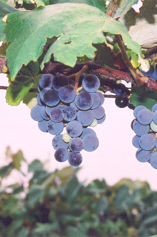 Fruit, Grape Concord Purple seedless