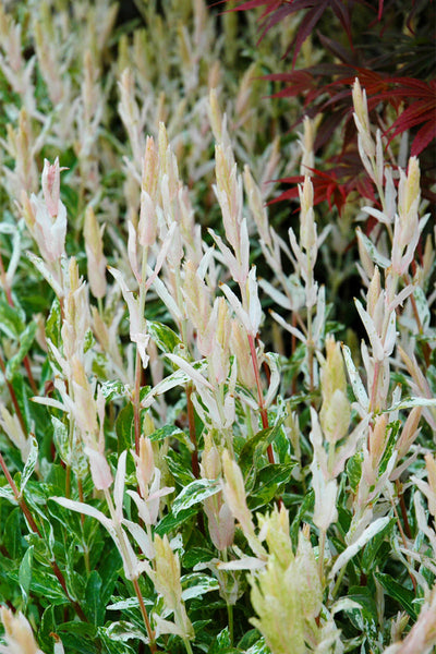 Willow, Variegated Japanese