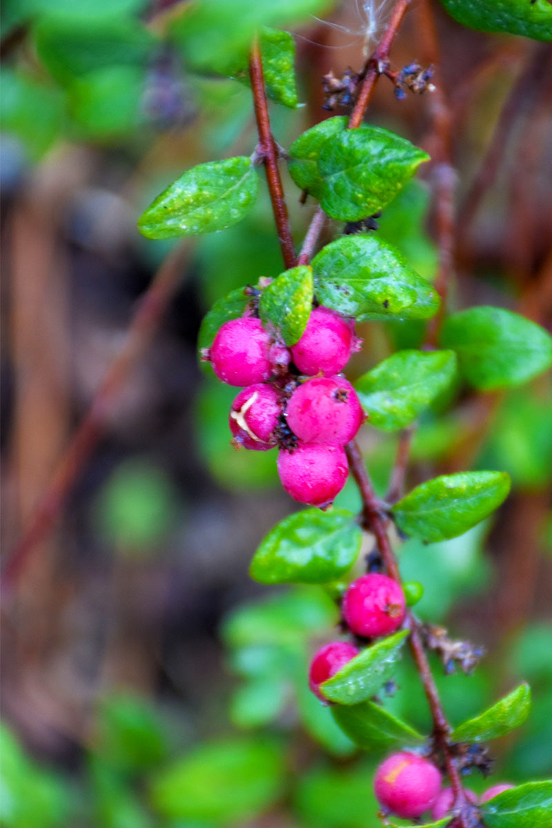 Coralberry, Hancock