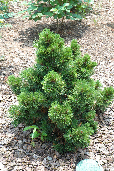 Pine, Bosnian Irish Bell