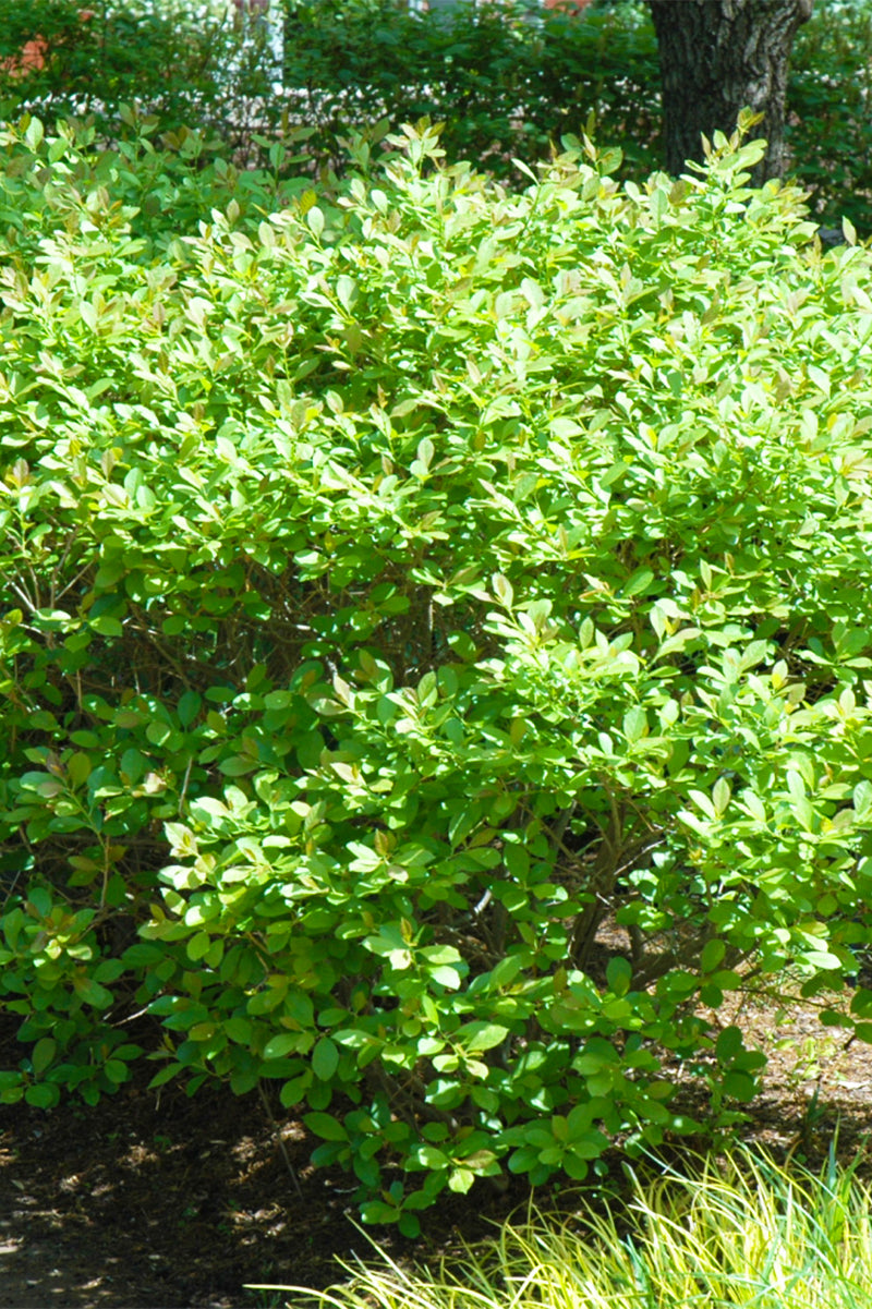 Winterberry, Jim Dandy