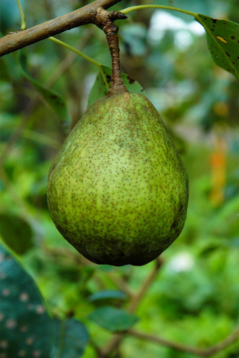 Fruit, Pear Kieffer