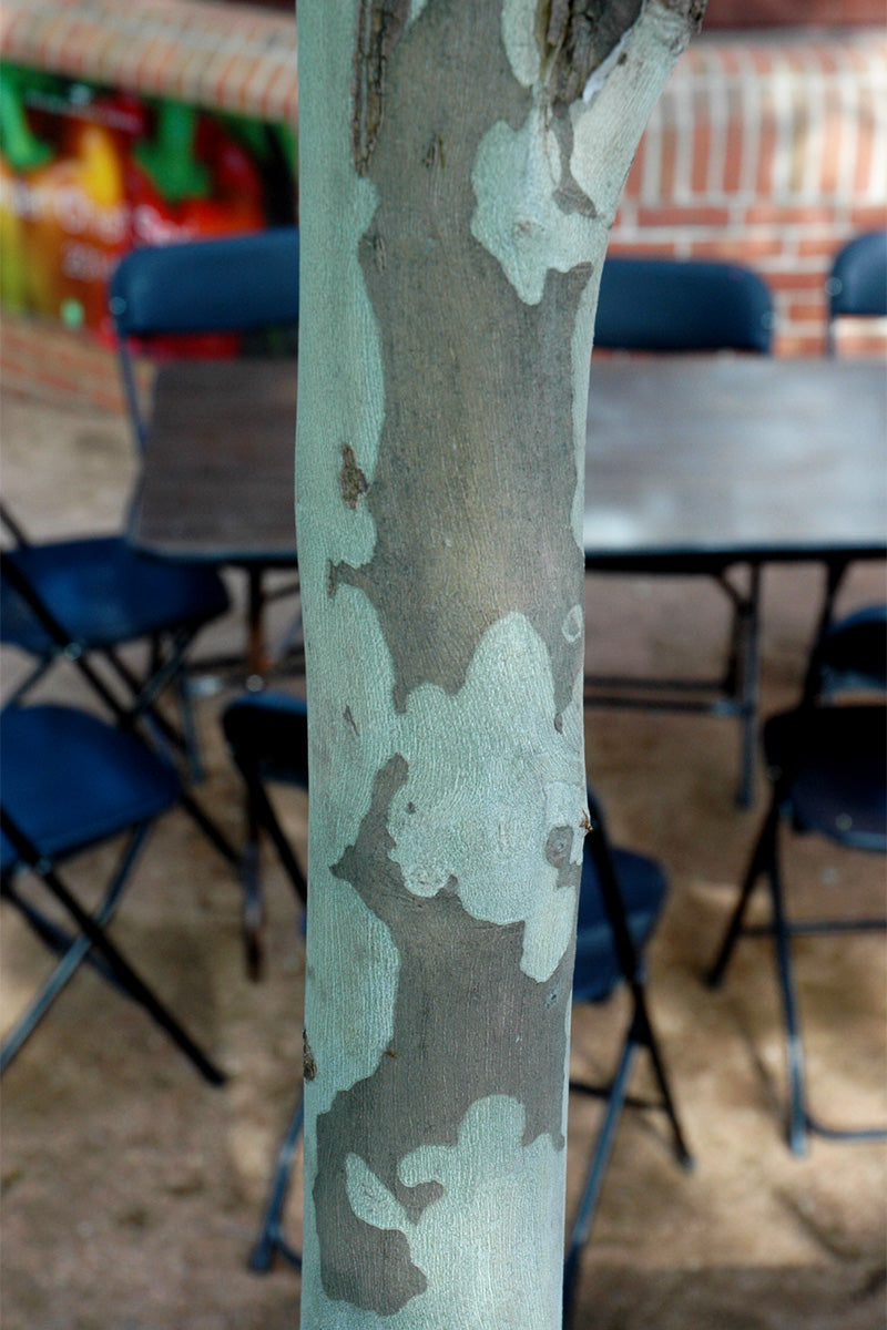 Planetree, Exclamation