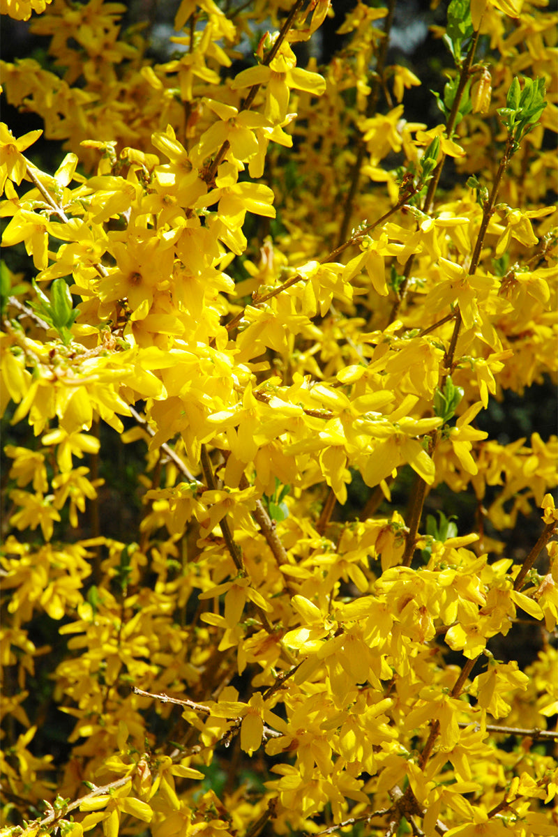 Forsythia, Lynwood Gold