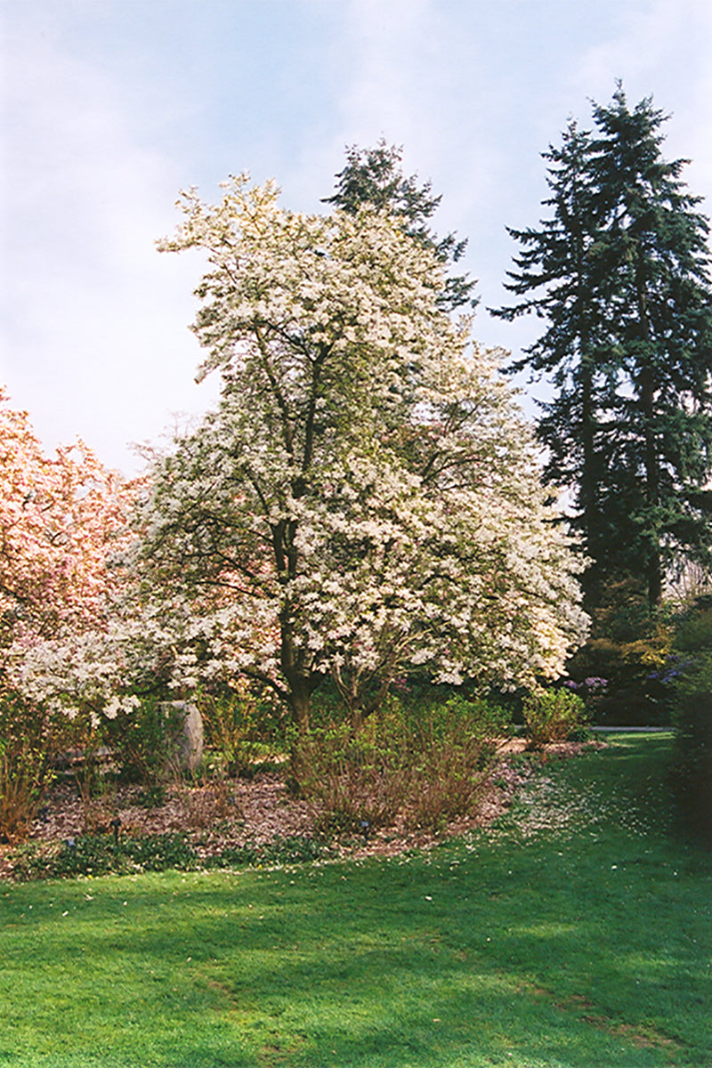 Magnolia, Dr Merrill