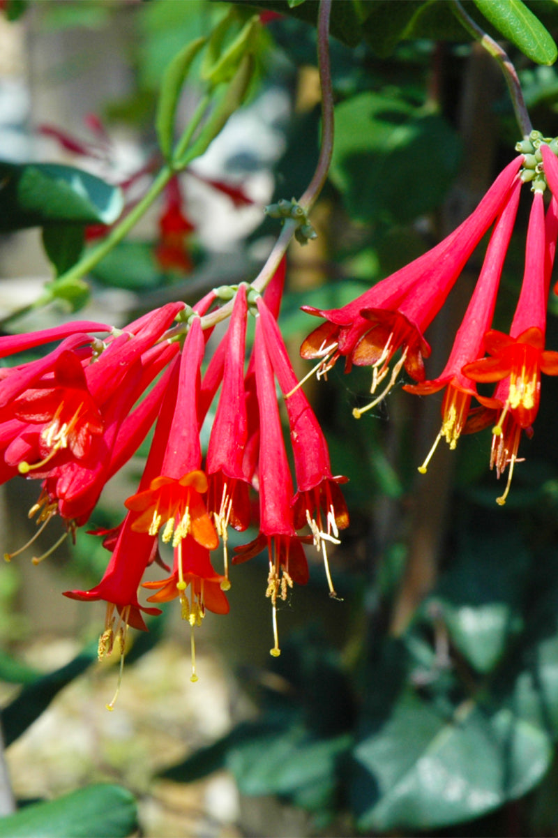 Vine, Honeysuckle Major Wheeler