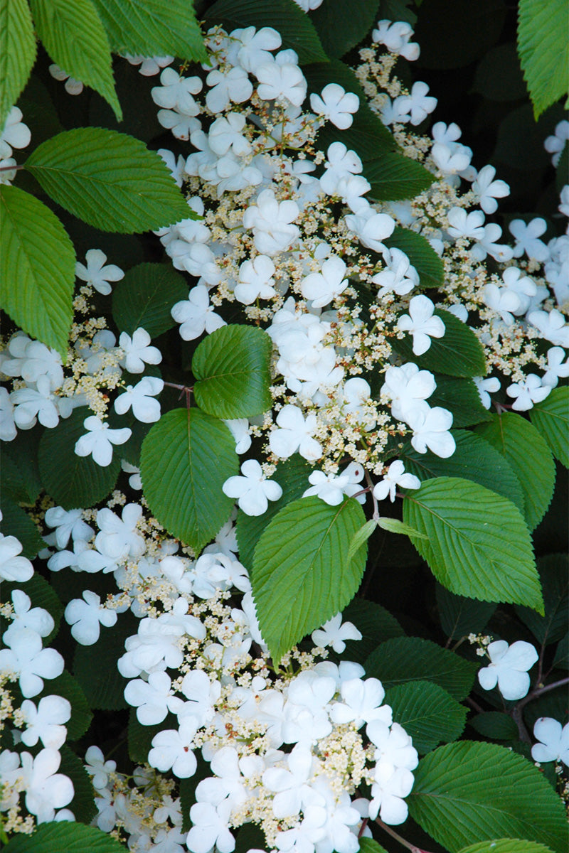 Viburnum, Doublefile Marie's