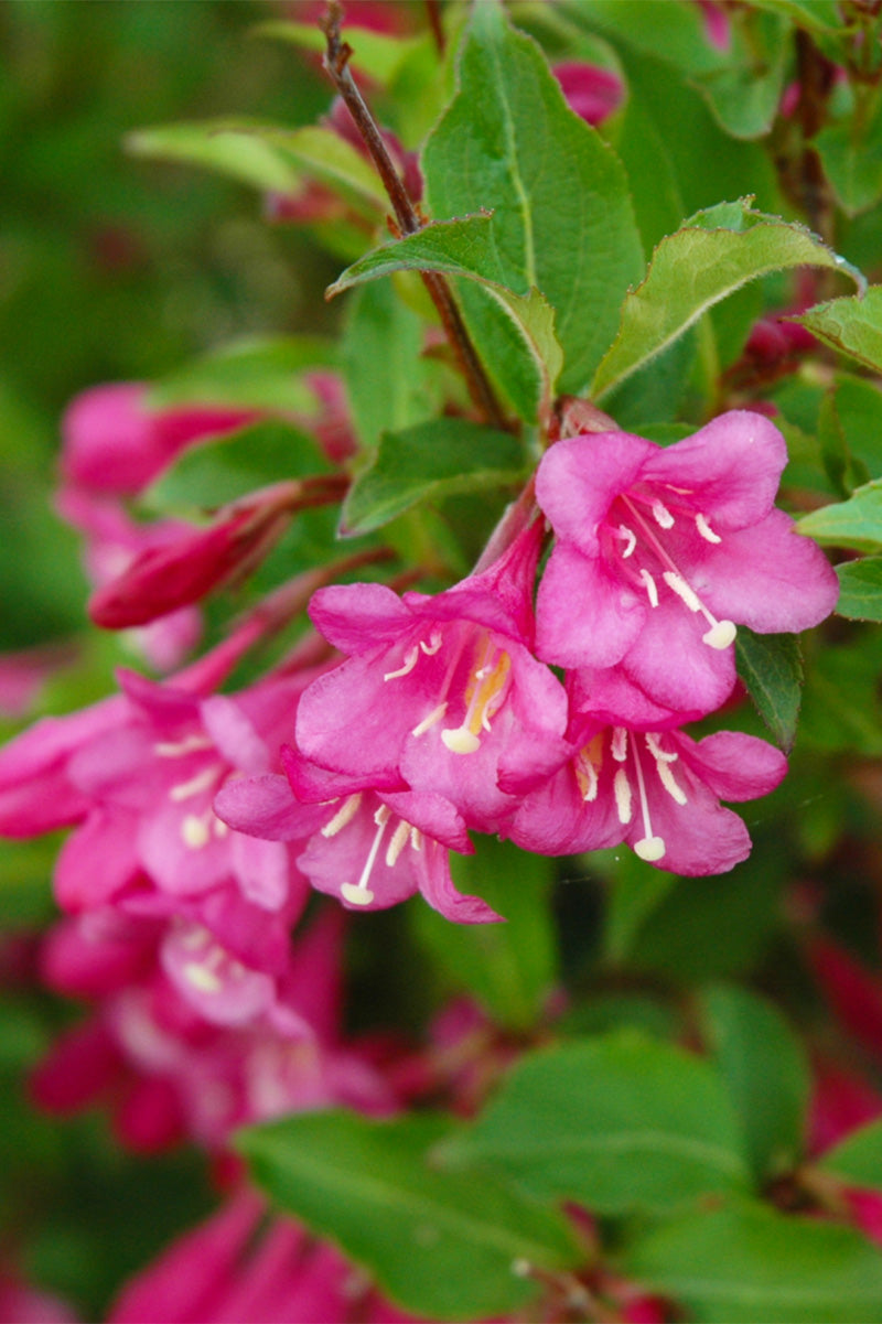 Weigela, Minuet