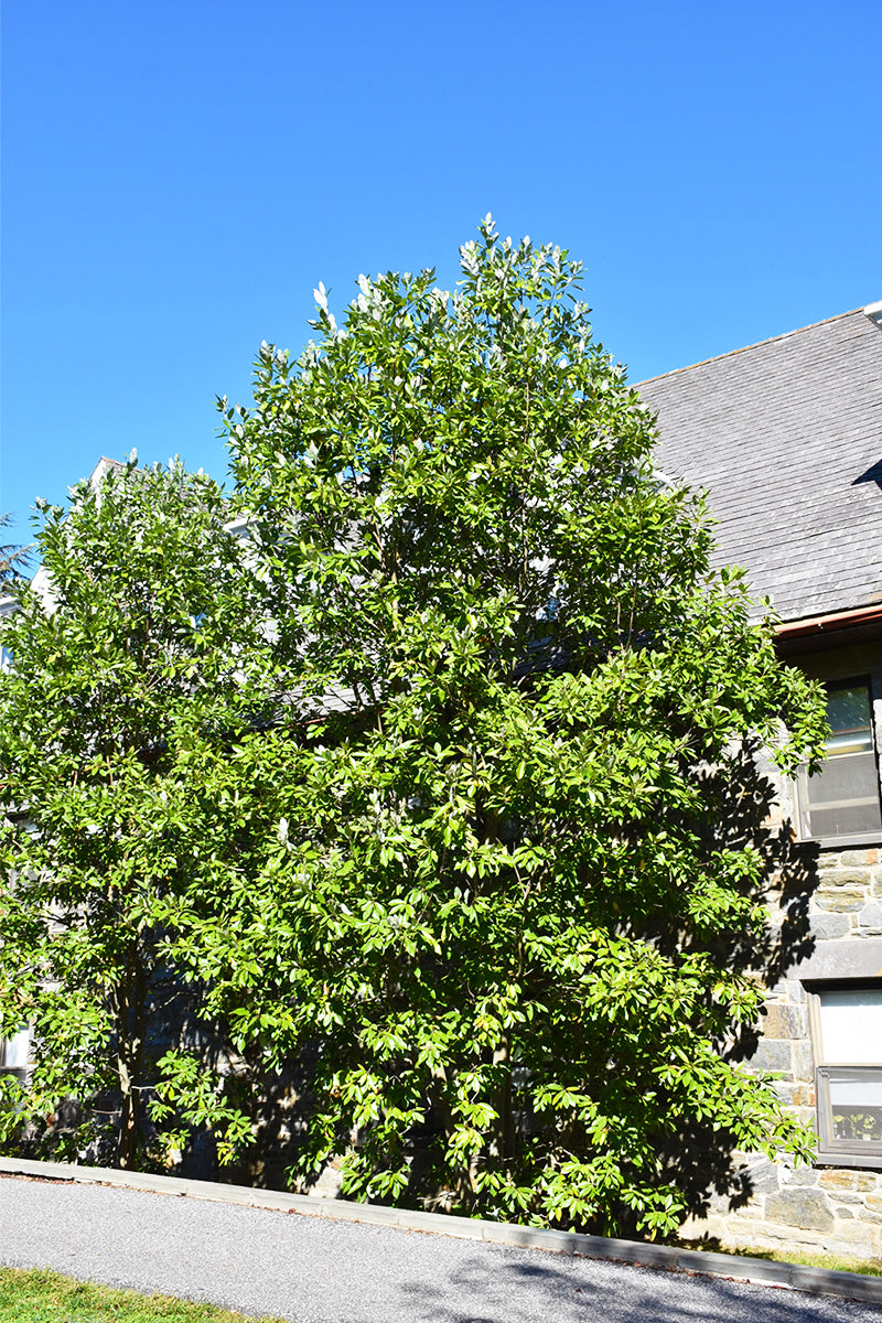 Moonglow Magnolia, Moonglow – Chalet