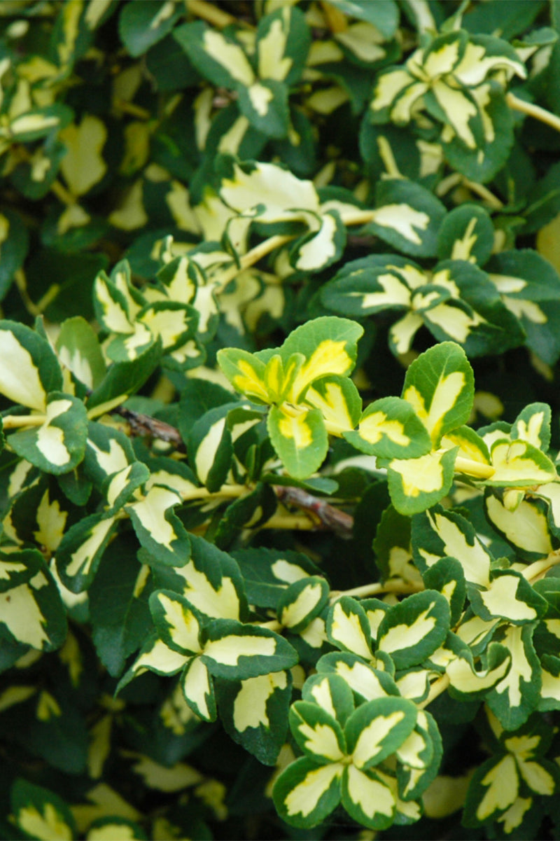 Euonymus, Moonshadow