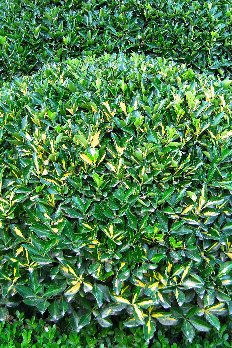 Euonymus, Moonshadow