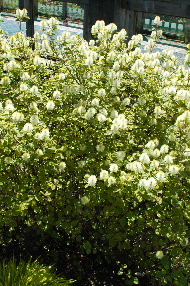 Fothergilla, Mt Airy