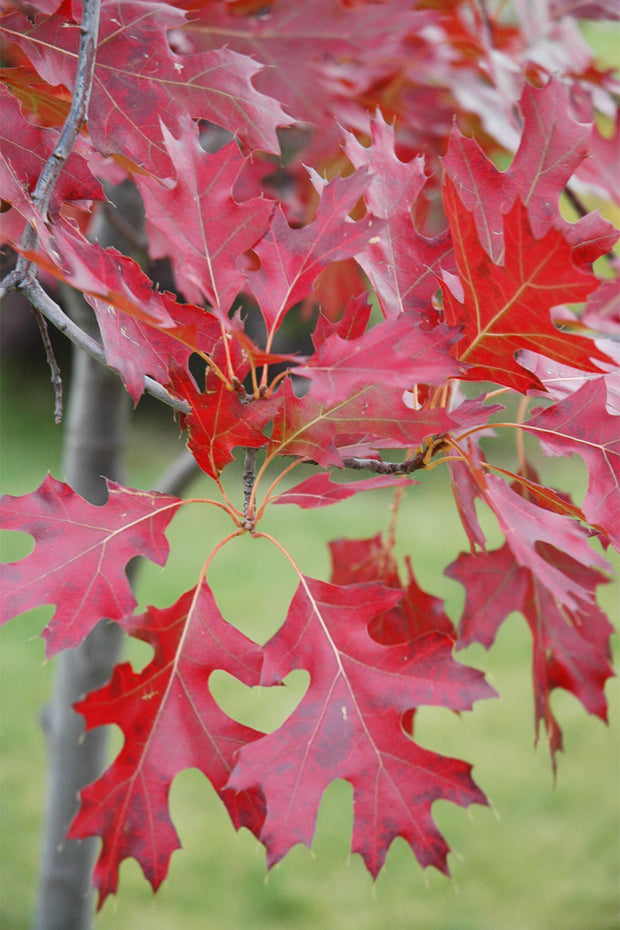 Oak, Northern Pin Oak