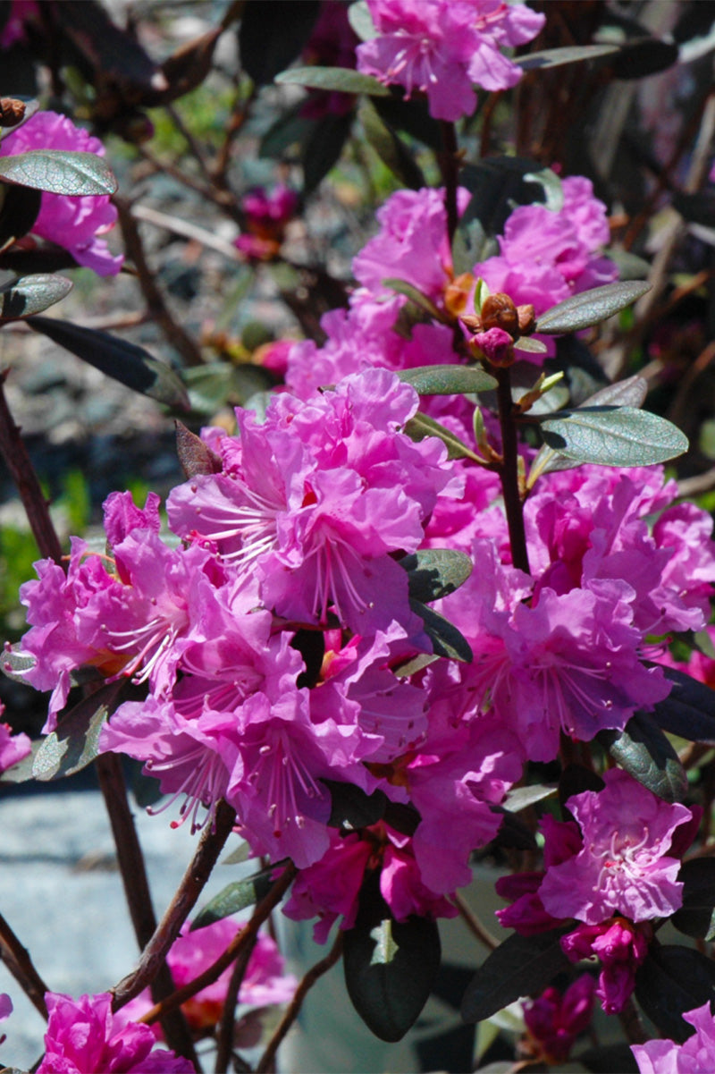 Rhododendron, PJM Elite