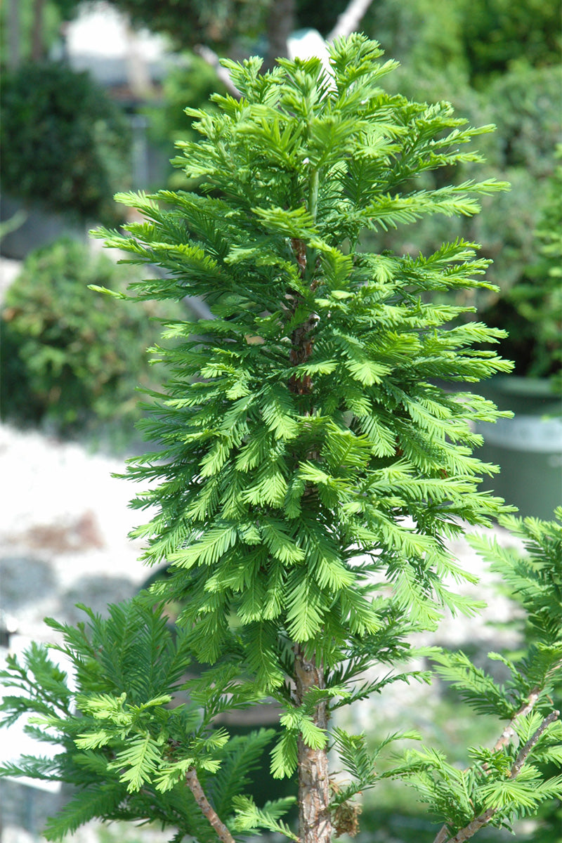 Bald Cypress, Peve Minaret