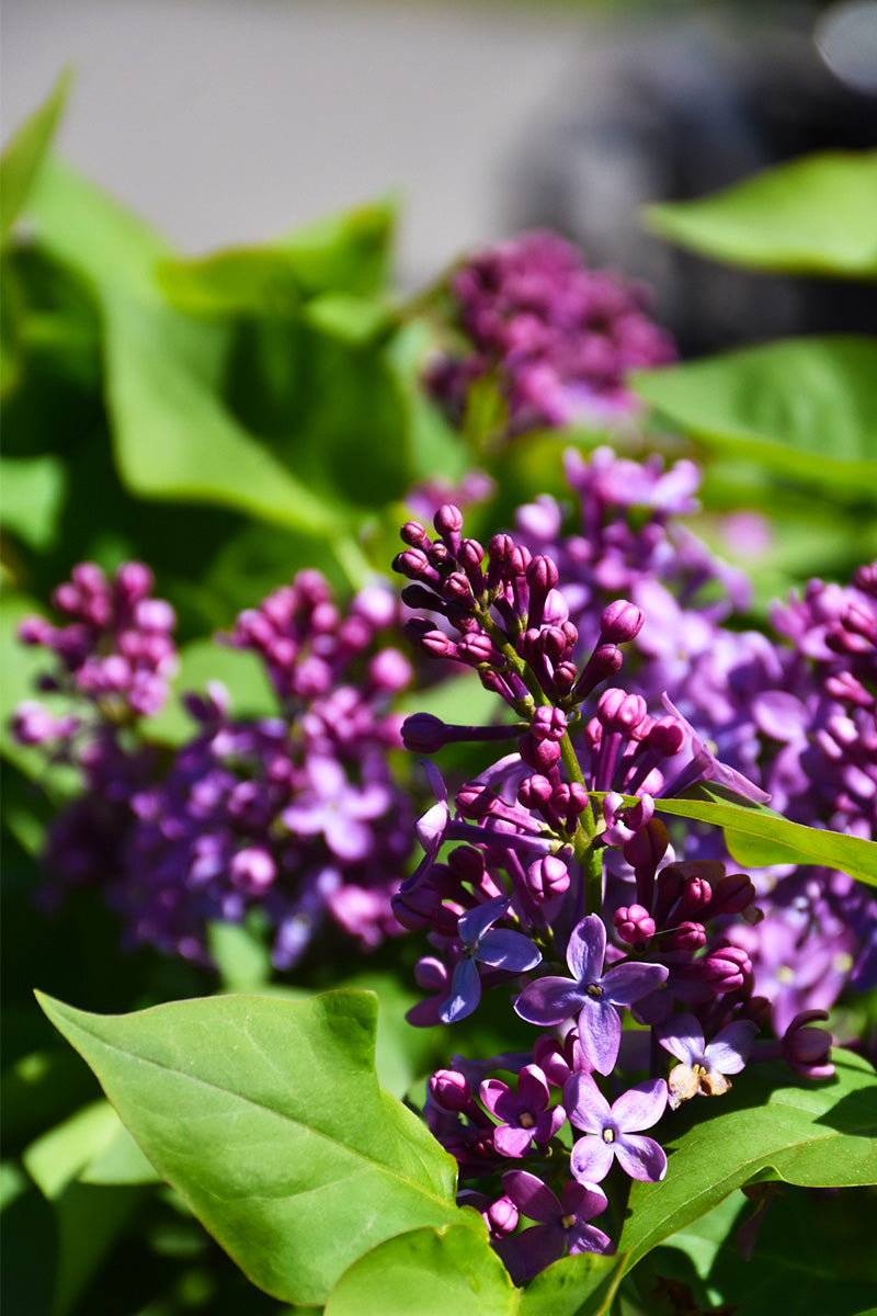 Lilac, Prairie Petite