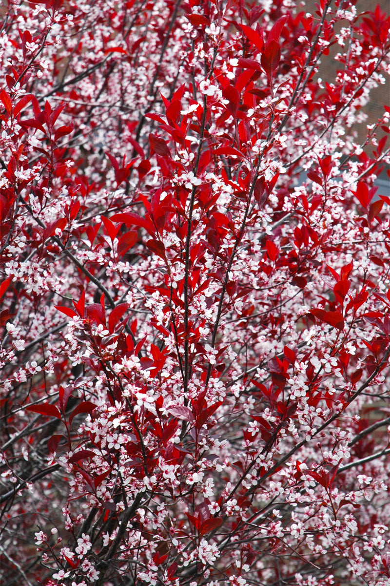 Plum, Purple Leaf