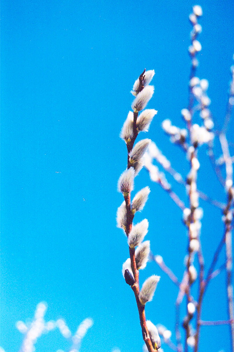 Pussywillow