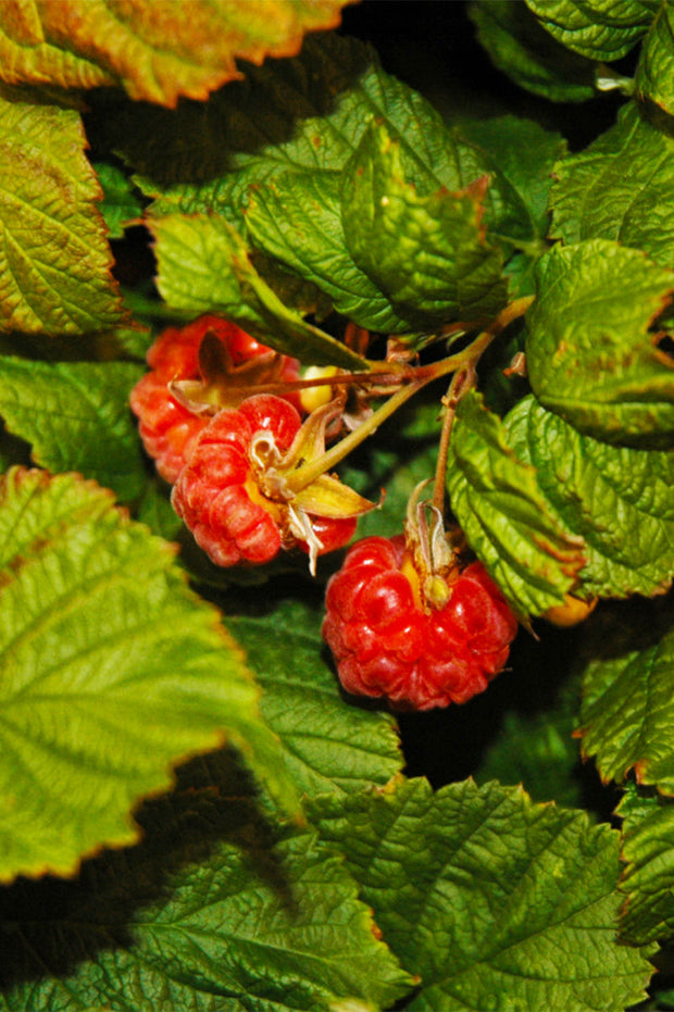 Fruit, Raspberry Shortcake