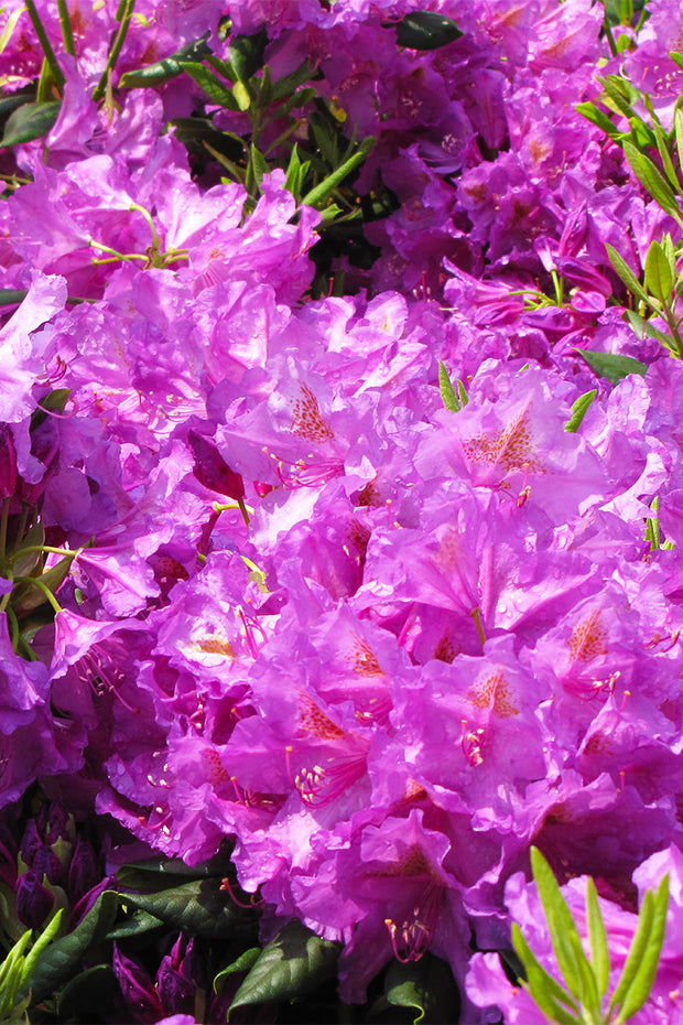 Rhododendron, Lees Dark Purple