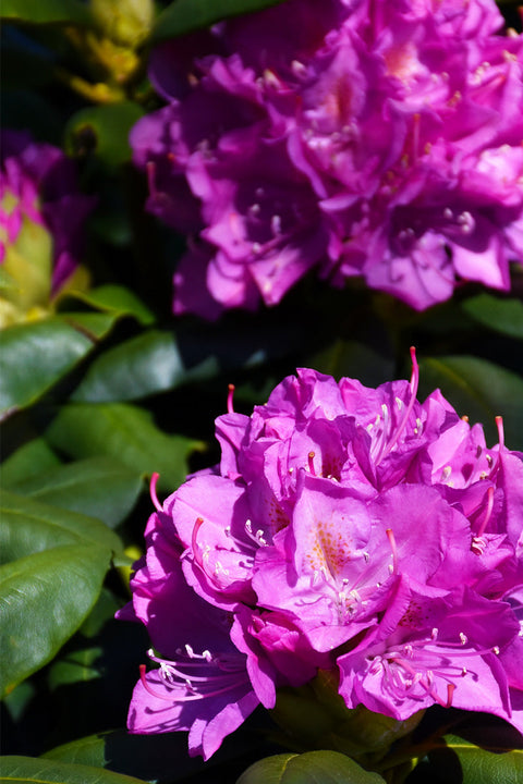 Rhododendron, Roseum Elegans