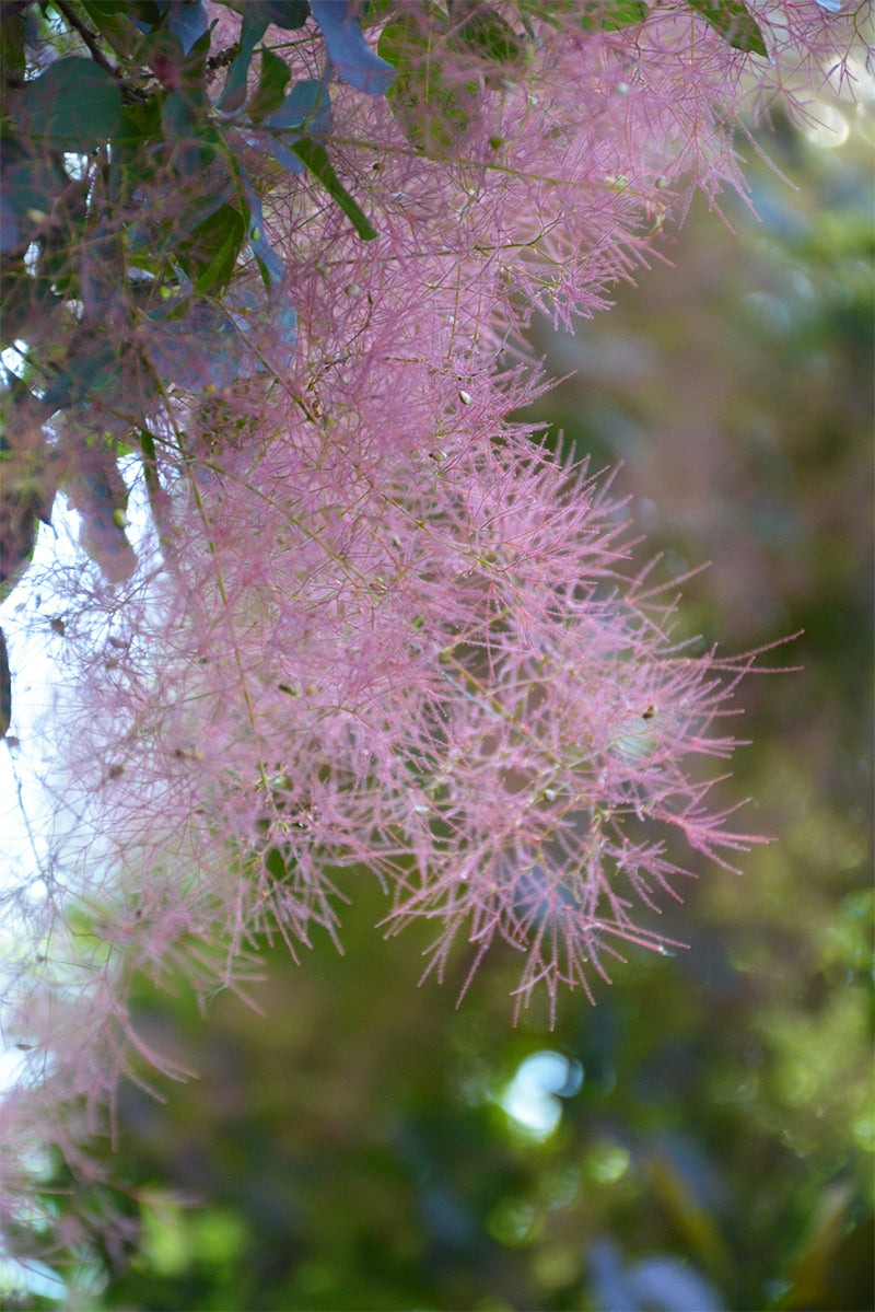 Smokebush, Royal Purple