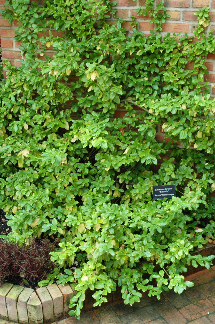 Euonymus, Sarcoxie
