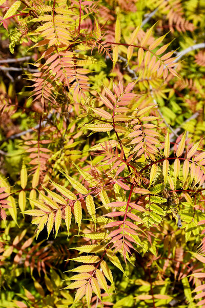 Spirea, Sem Falsespirea