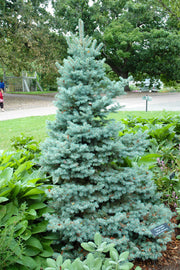 Spruce, Blue Sester's Dwarf
