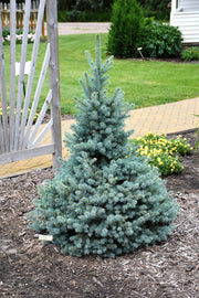 Spruce, Blue Sester's Dwarf