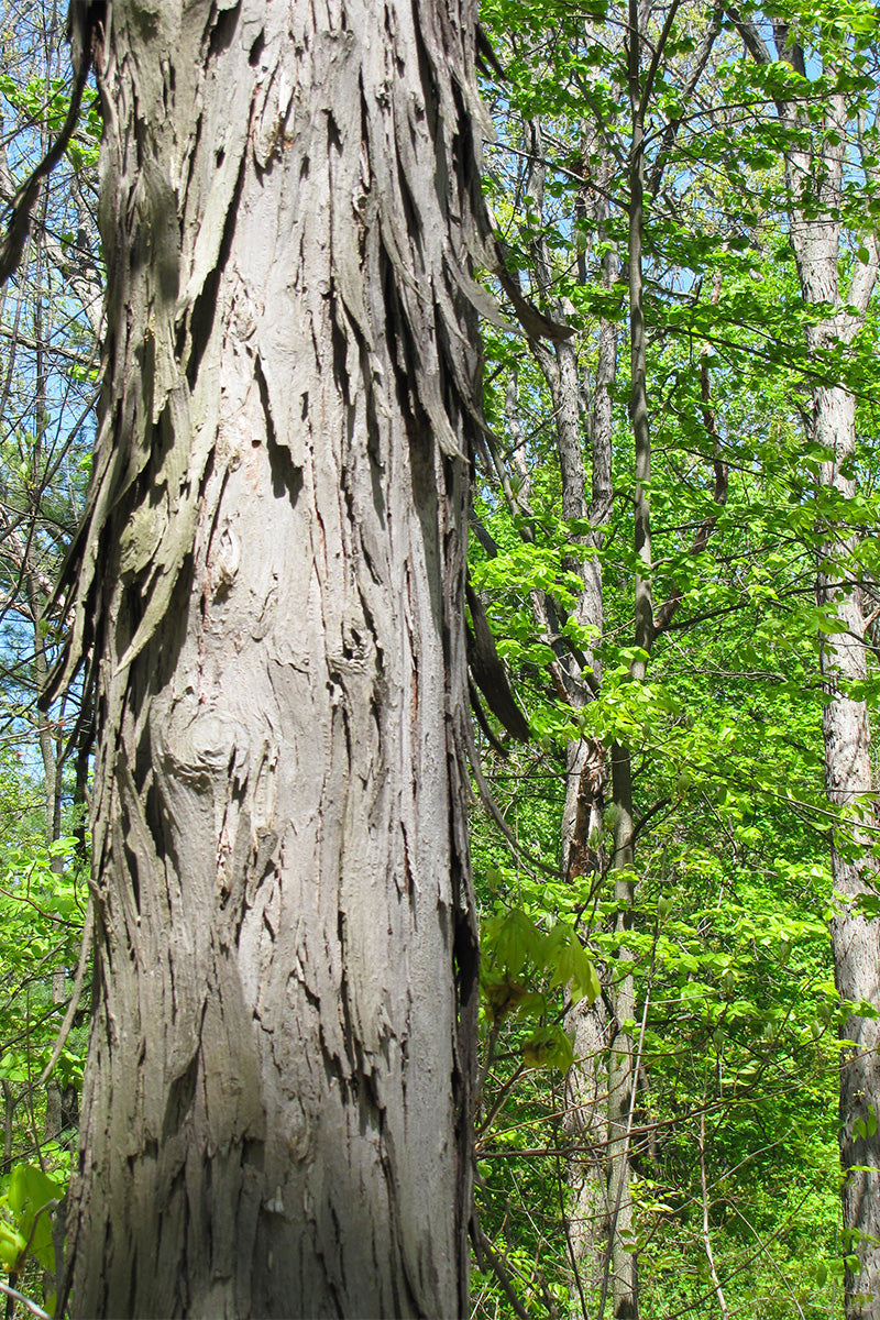 Hickory, Shagbark