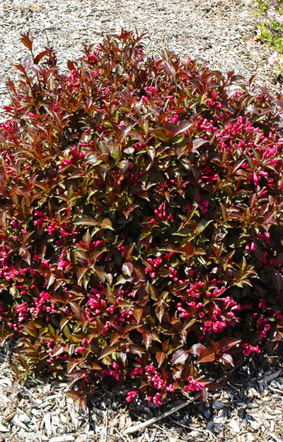 Weigela, Shining Sensation