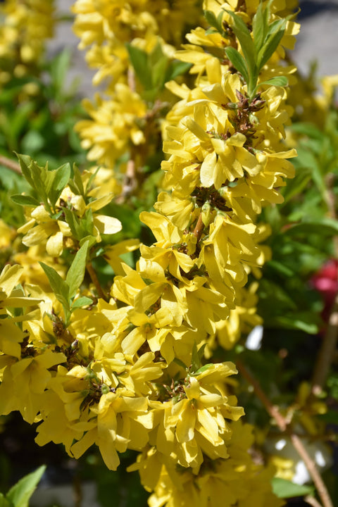 Forsythia, Show Off Starlet