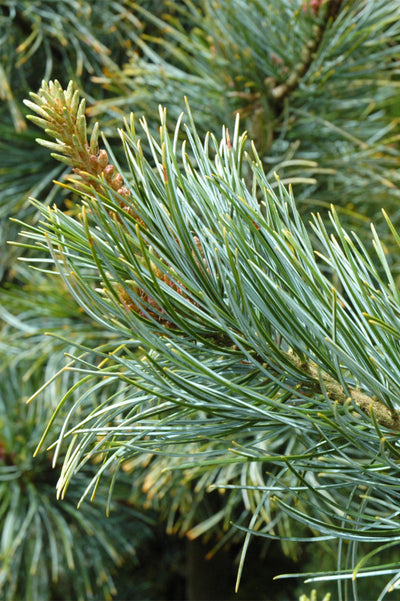 Pine, Korean Silveray